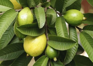 guava-fruit