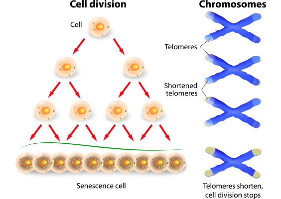 telomere-getting-short