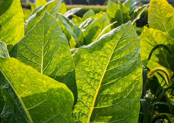 tabacco-plant