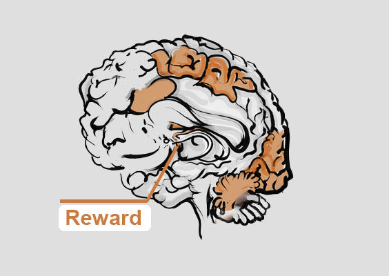 brain-reward-center