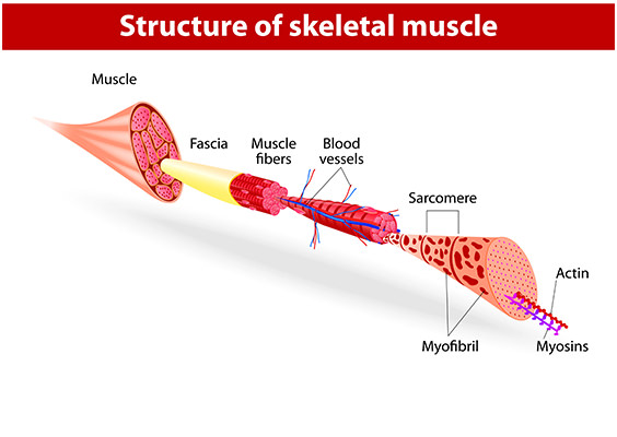 skeletal-muscle-structure