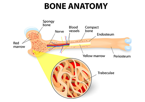 bone-anatomy