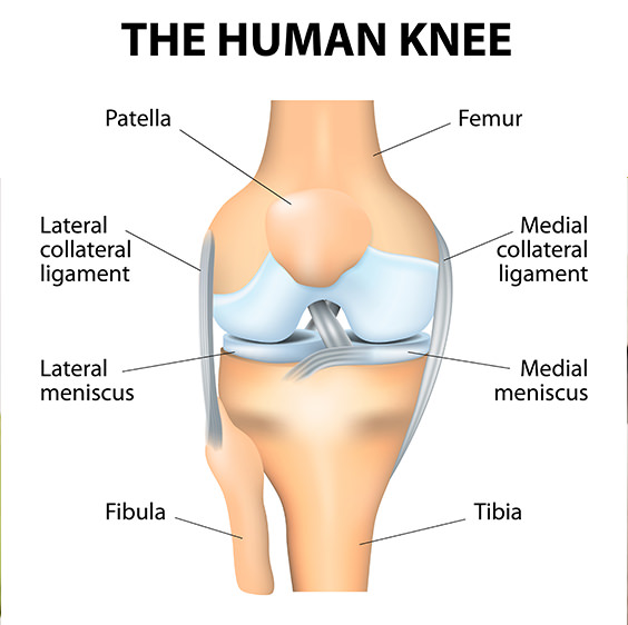 human-knee
