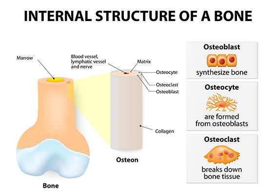 internal-bone-structure